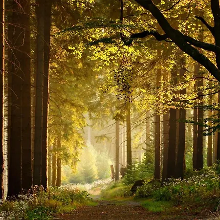 Mountain - Bergzauber Apartment Braunlage